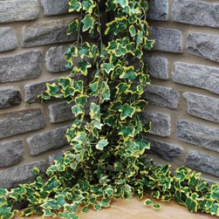 Walling & Copings