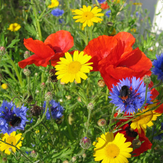 Wild Flower Cornfield 1kg Bag