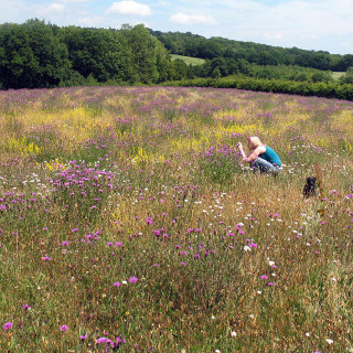 Wild Flower Low Maintenance 1kg Bag