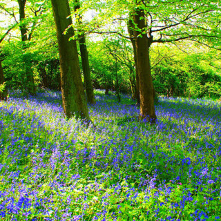 Wild Flower Woodland Shade 1kg Bag