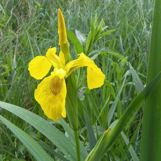 Wild Flower Water Margins 1kg Bag