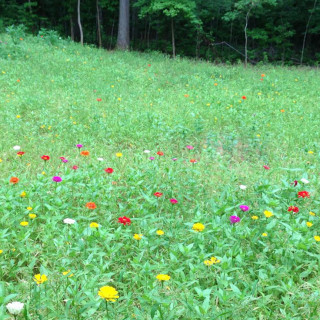 Wild Flower Free Draining 1kg Bag