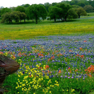 Wild Flower Heritage 1kg Bag