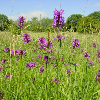 Wild Flower Low Maintenance 1kg Bag