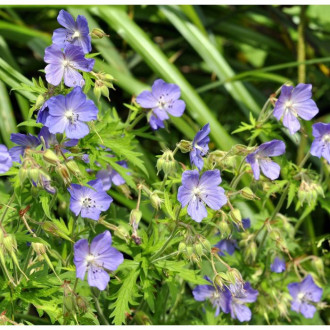Wild Flower Calcareous Soil 1kg Bag