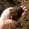 Mushroom Compost