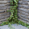 Global Stone Old Rectory Monsoon Sandstone Walling