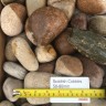 Scottish Pebbles & Cobbles 