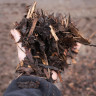 Melcourt Spruce Ornamental