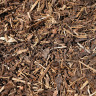 Melcourt Spruce Ornamental