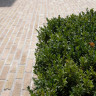 Vande Moortel Ancienne Belgique Bronze Yellow (Unsanded Tumbled) Clay Paver
