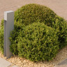Vande Moortel Septim A Gold Grey (Sanded Non-Tumbled) Clay Paver