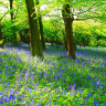 Wild Flower Woodland Shade 1kg Bag
