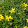 Wild Flower Acidic Soils 1kg Bag