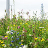 Wild Flower Damp Loam 1kg Bag