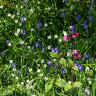 Wild Flower Hedgerow Shade 1kg Bag